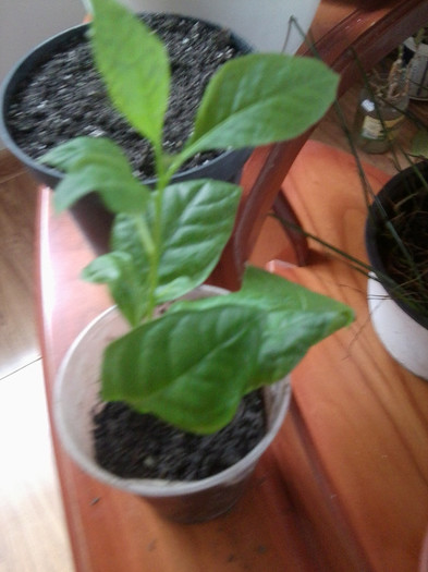 mrs. gaby-cestrum parqui