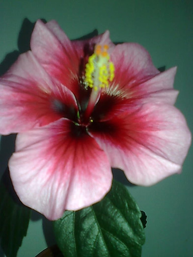 Imagine3077_1 - HIBISCUS