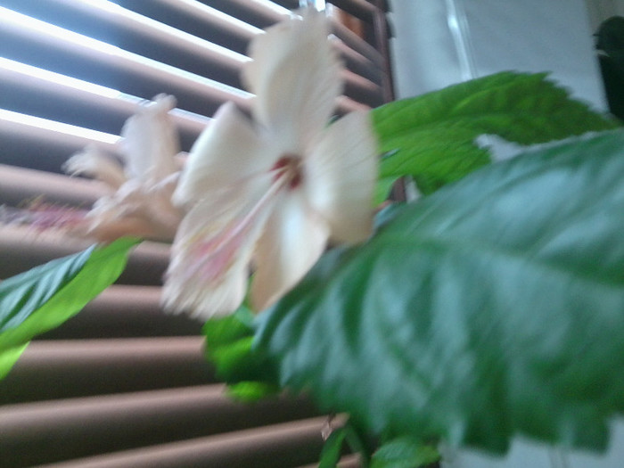 Fotografie0306 - hibiscusi 2o12