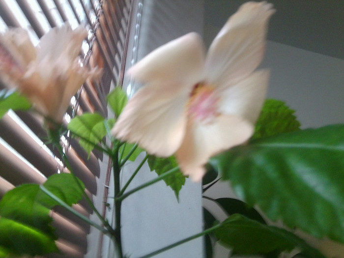 Fotografie0307 - hibiscusi 2o12