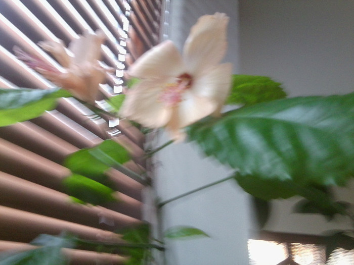 Fotografie0308 - hibiscusi 2o12