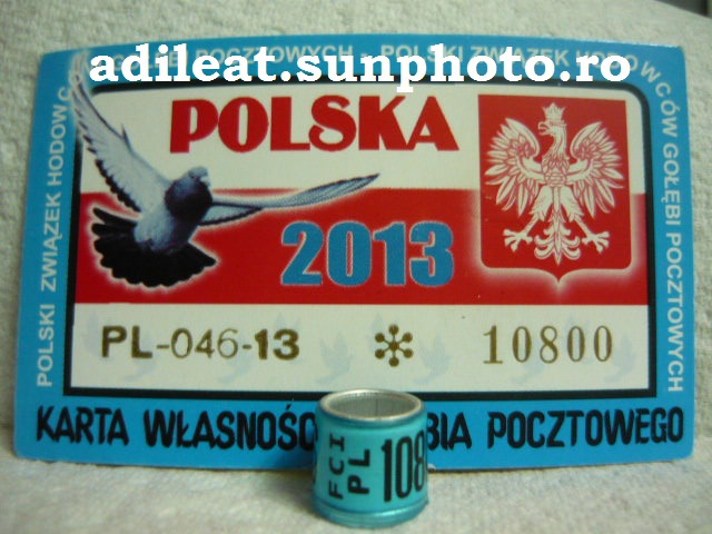 POLONIA-2013. - POLONIA-PL-ring collection