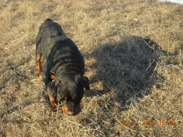 My pictures 029 - j-Bruno cainele meu