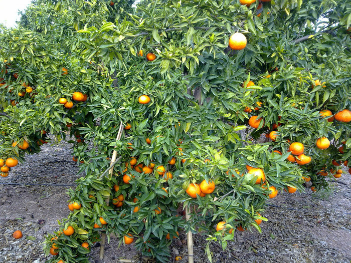 roadele portocalii - A3 flori si pomi