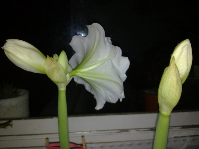 alte flori stau la rand 16.01 - AMARILIS- fratii Albisor si Fratior
