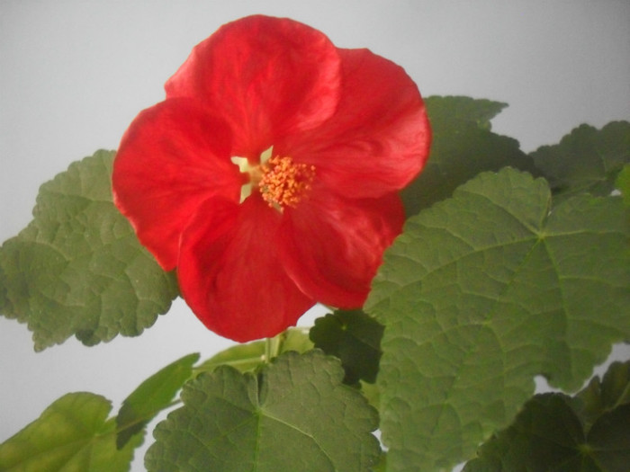 Abutilon rosu