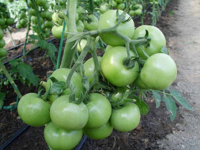 tomate Gabriela 2012 - Tomate 2012