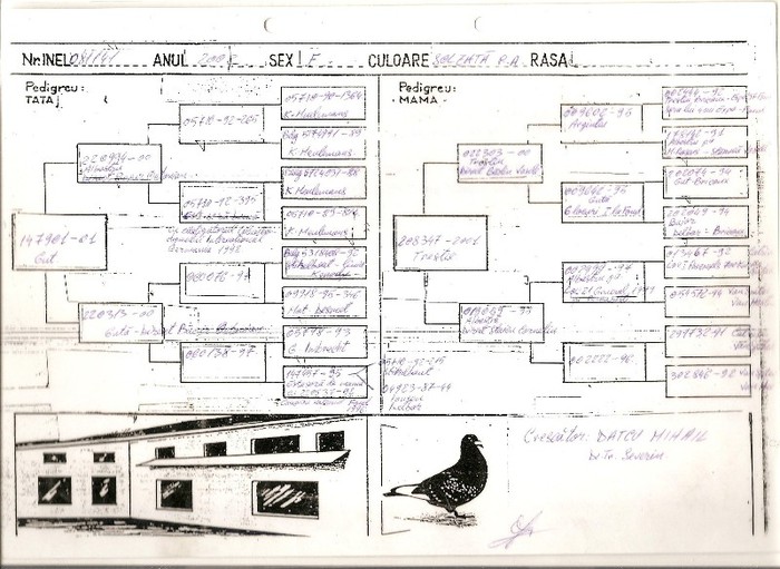 RO 02 -SORA LOC 1 NAT ATENA 2004 - PEDIGREE FEMELE