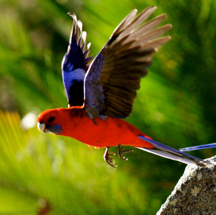 rosella - Vanzari Rosella