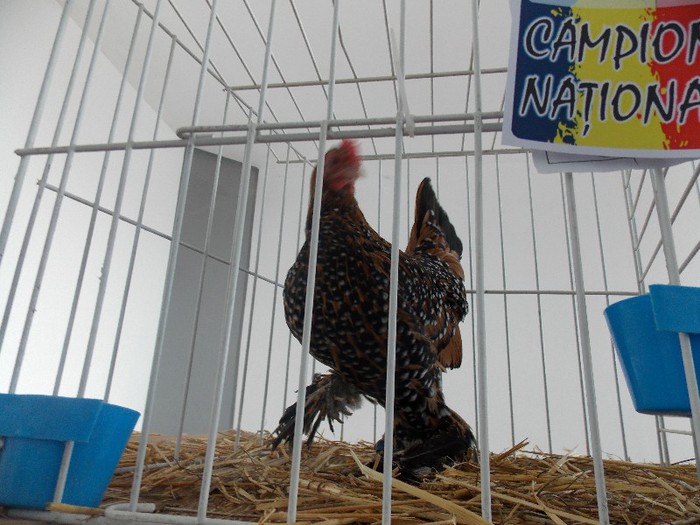 expo - EXPOZITIA NATIONALA CRAIOVA 2013