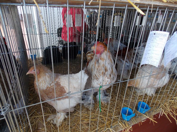 expo - EXPOZITIA NATIONALA CRAIOVA 2013