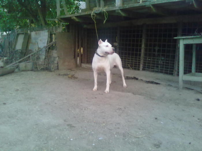 Dog argentinian; femela
