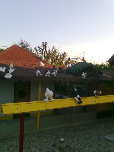 Immag1107 - In libertate 15Aprilie-15 Noiembrie