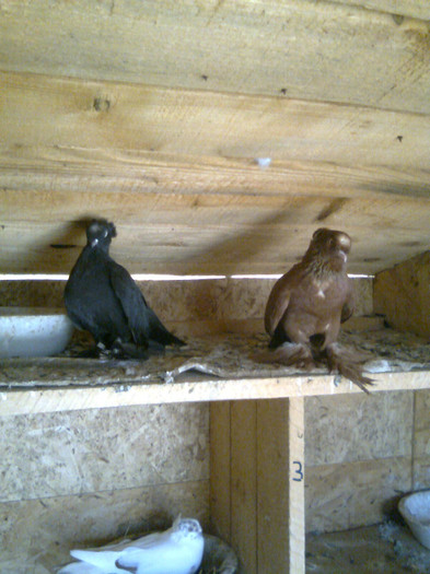 Immag1091 - JUCATORI DE BOTOSANI