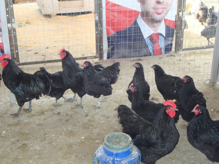 DSC02193 - Australorp Negru