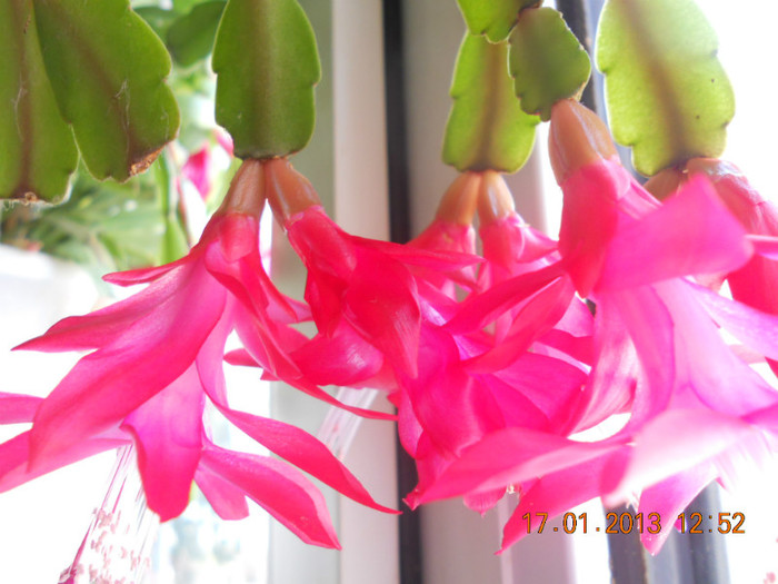 DSCN2556
