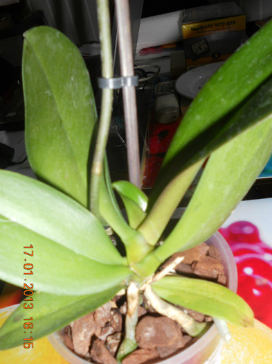 DSCN2557 - Orhidee luate la reduceri