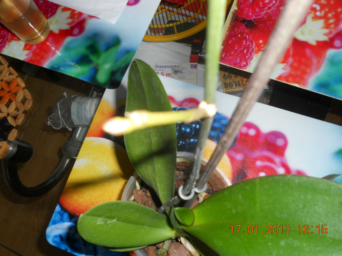 DSCN2558 - Orhidee luate la reduceri