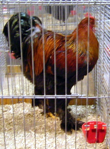 ausztria 004 - Expo-Wels-2013