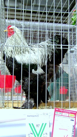 ausztria 016 - Expo-Wels-2013