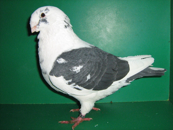 IMG_0033 - Porumbei americani 2013-Masculi