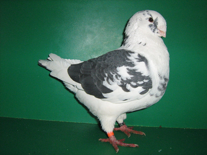 IMG_0035 - Porumbei americani 2013-Masculi