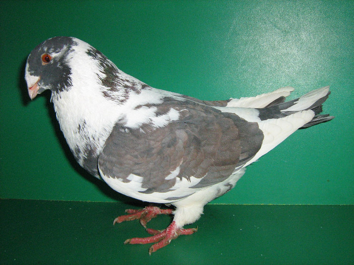 IMG_0043 - Porumbei americani 2013-Masculi