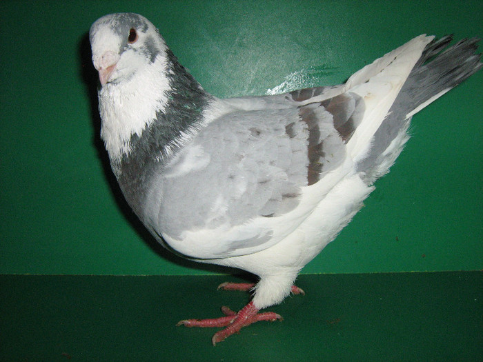 IMG_0047 - Porumbei americani 2013-Masculi