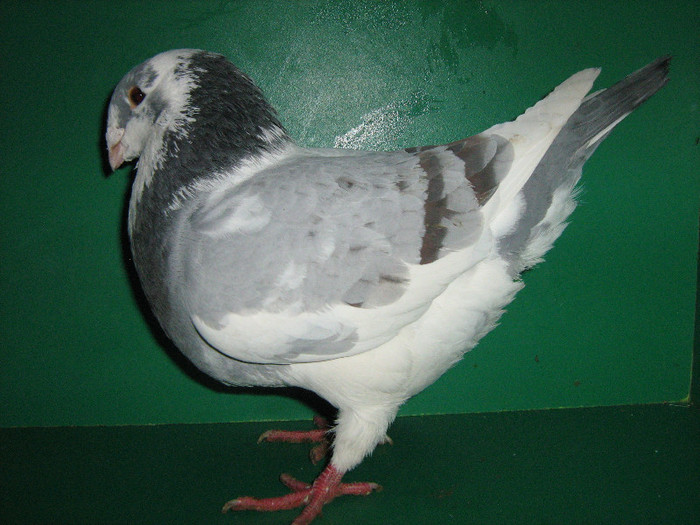 IMG_0051 - Porumbei americani 2013-Masculi
