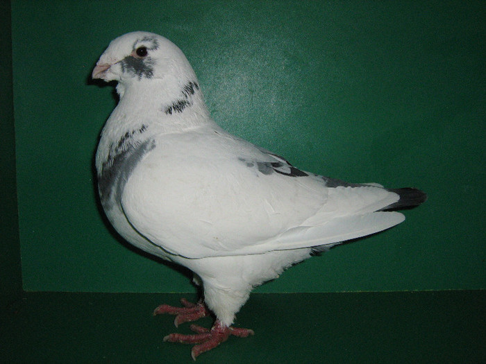 IMG_0056 - Porumbei americani 2013-Masculi