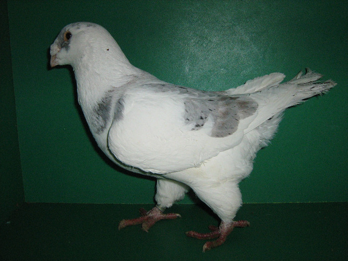 IMG_0060 - Porumbei americani 2013-Masculi