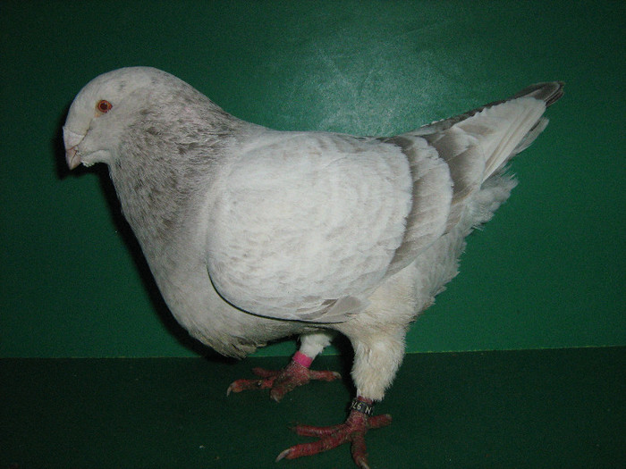 IMG_0066 - Porumbei americani 2013-Masculi