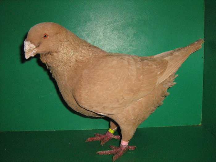 IMG_0085 - Porumbei americani 2013-Masculi
