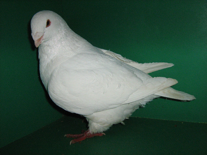 IMG_0116 - Porumbei americani 2013-Masculi