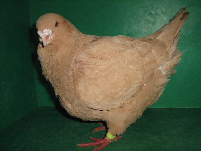 IMG_0178 - Porumbei americani 2013-Femele