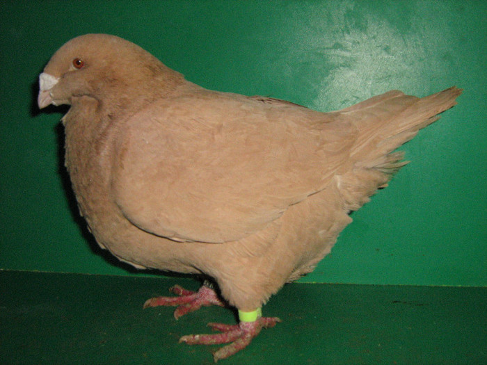 IMG_0226 - Porumbei americani 2013-Femele