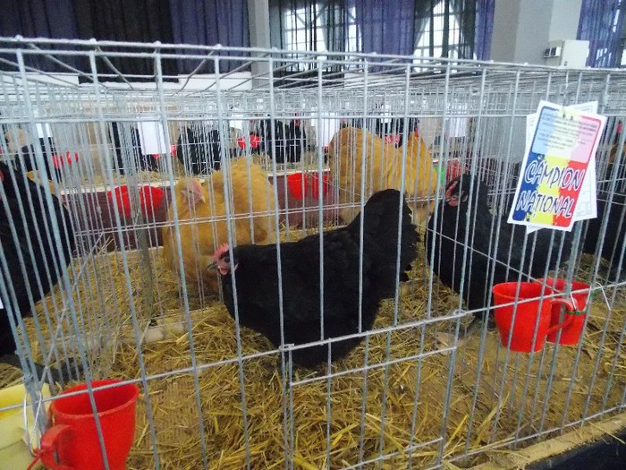 expo - EXPOZITIA NATIONALA CRAIOVA 2013