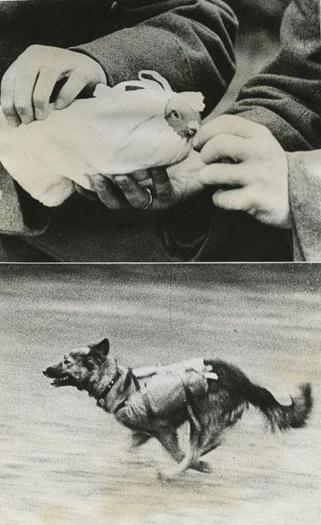 421629_137613226360630_75321770_n