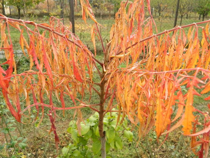 RHUS TYPHINA