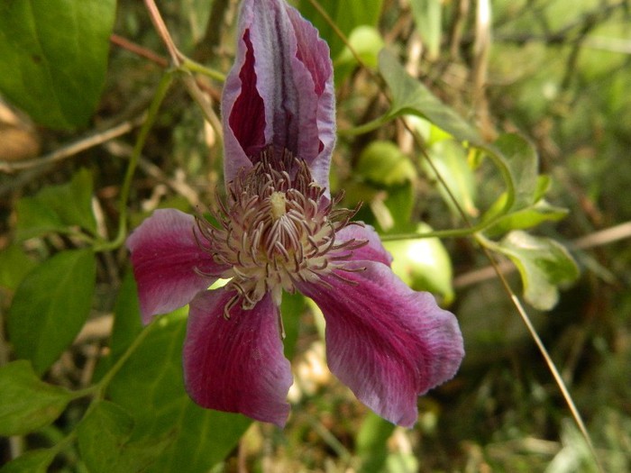 Clematita noiembrie 2012 - Toamna 2012