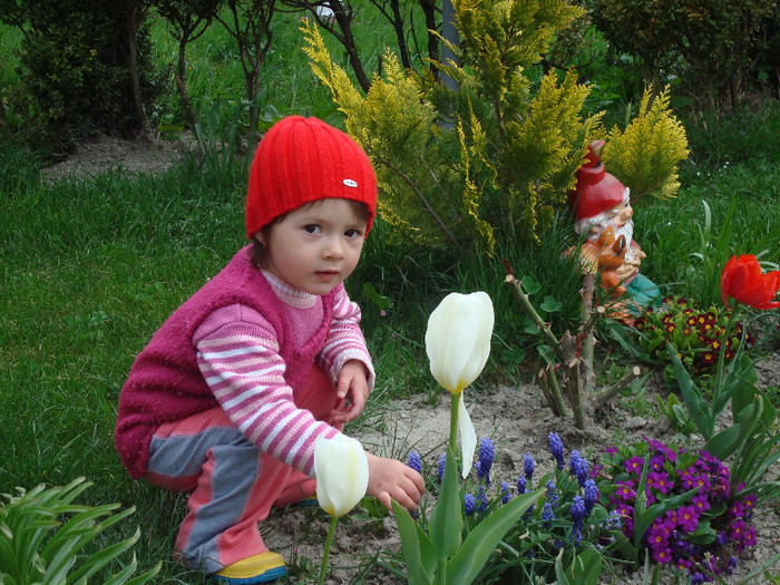 DSC00323 - gradina de flori