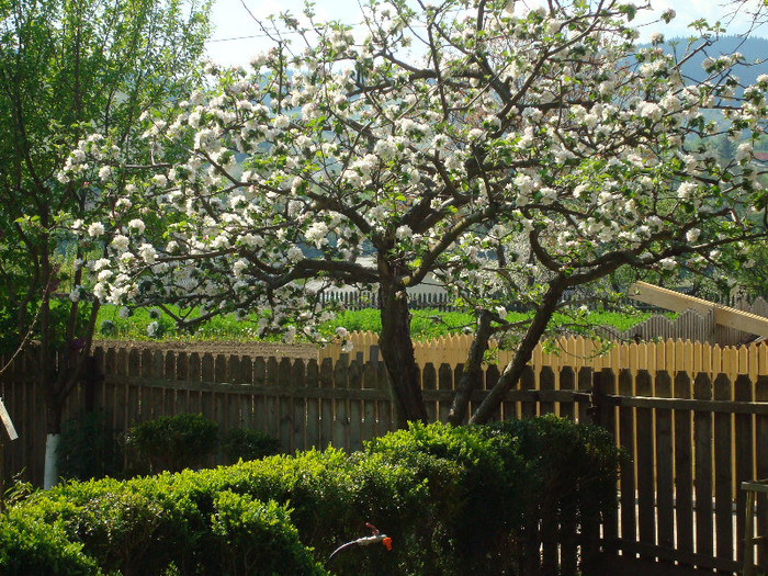 DSC04223 - gradina de flori