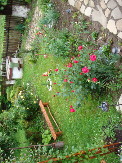 DSC04899 - gradina de flori