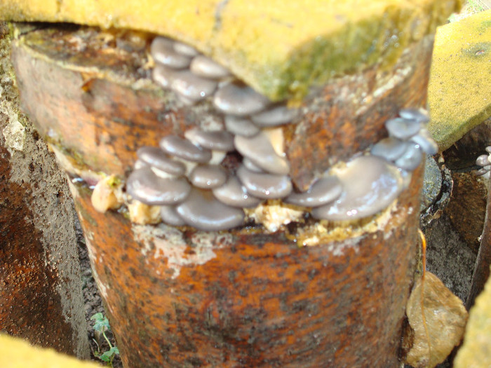 DSC05311 - pleurotus