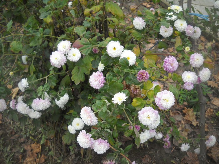 DSCN4859 - flori de toamna