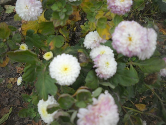 DSCN4861 - flori de toamna