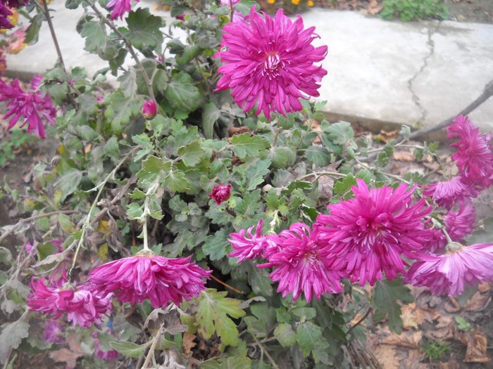 DSCN4862 - flori de toamna