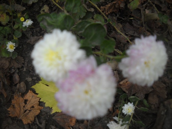 DSCN4869 - flori de toamna