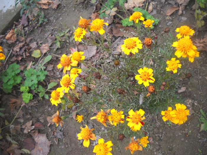 DSCN4874 - flori de toamna