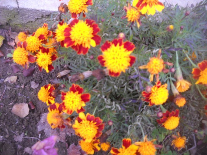 DSCN4875 - flori de toamna